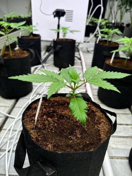 LSD-25. Week 2