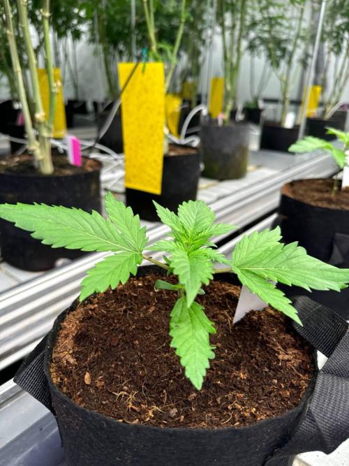 LSD-25. Week 2