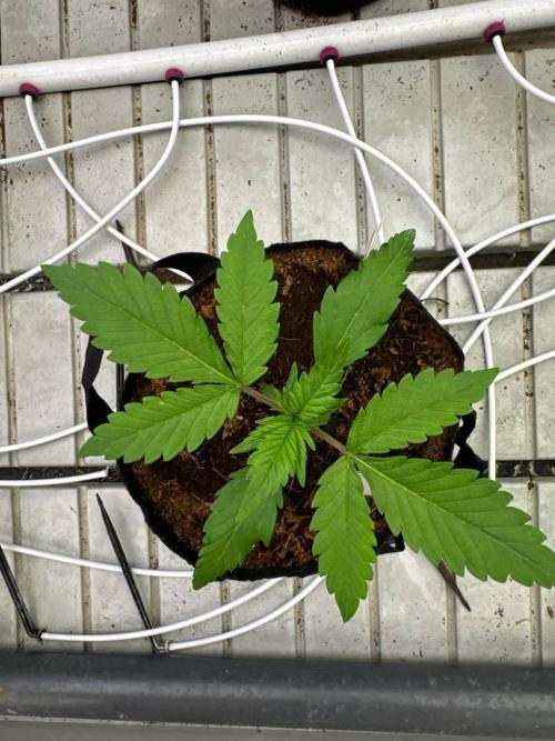 LSD-25. Week 2