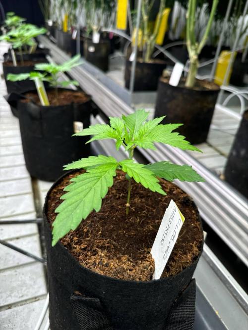 Apricot. Week 2