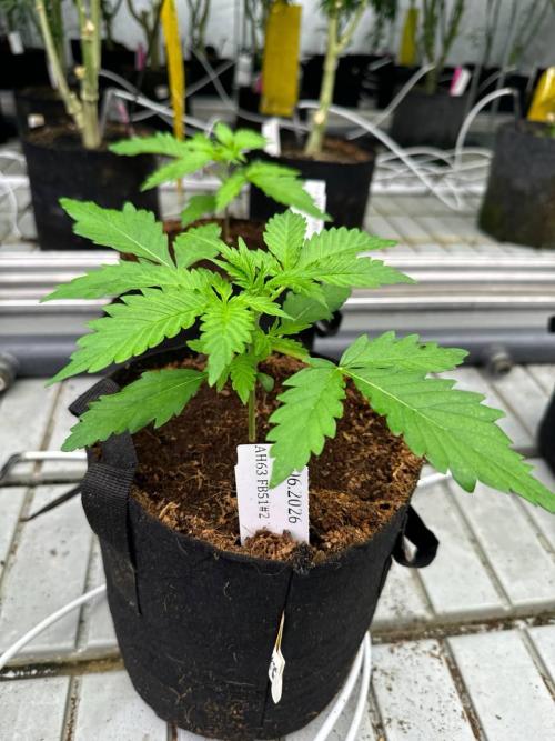 Apricot. Week 2