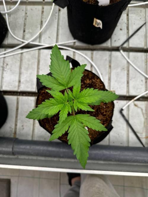 Apricot. Week 2