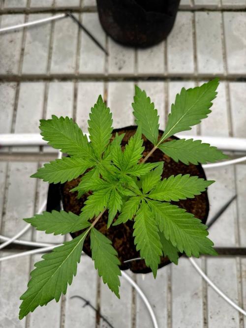Apricot. Week 2