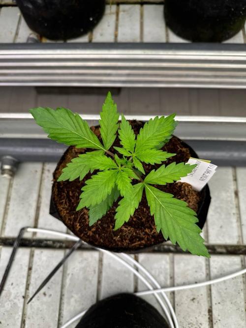 Apricot. Week 2