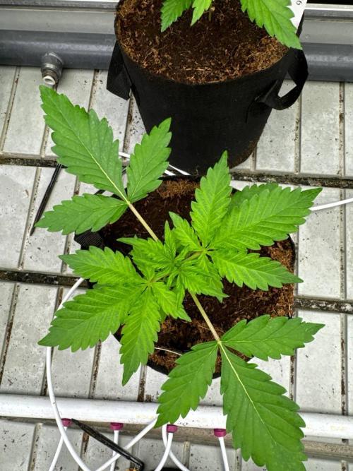 Apricot. Week 2