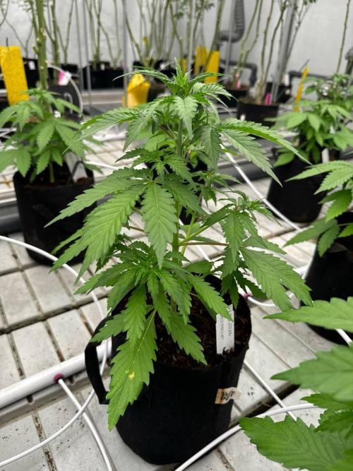 Apricot. Week 3