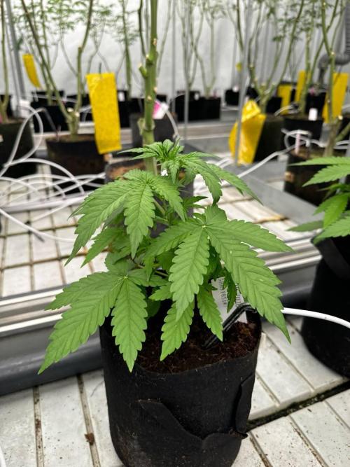 Apricot. Week 3