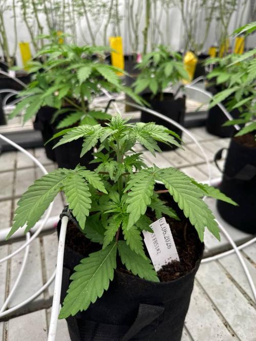 Apricot. Week 3