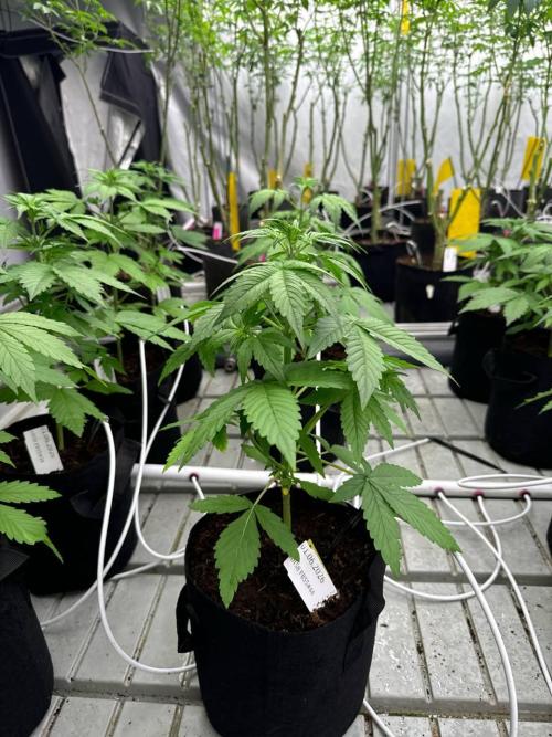 Lemon Cherry Cookies. Week 3