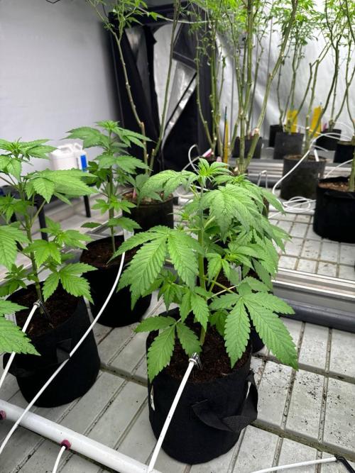 Lemon Cherry Cookies. Week 3