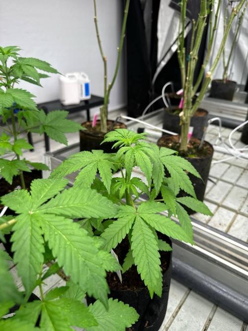 Lemon Cherry Cookies. Week 3