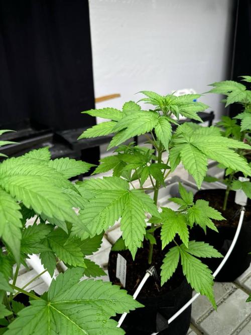 Lemon Cherry Cookies. Week 3