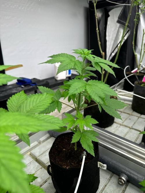 Lemon Cherry Cookies. Week 3
