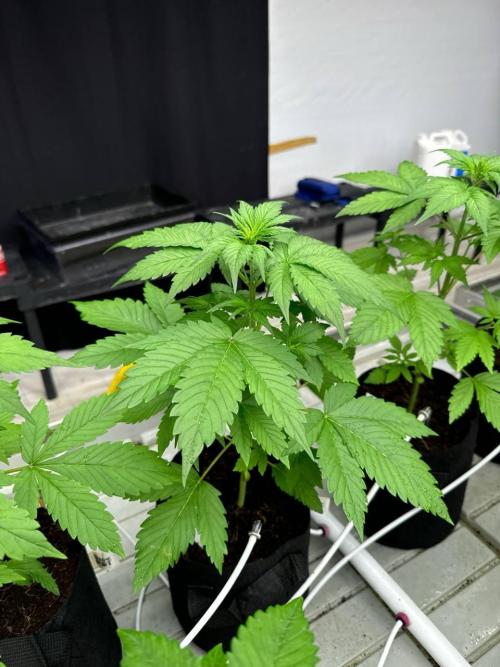 Lemon Cherry Cookies. Week 3