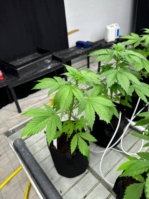 Lemon Cherry Cookies. Week 3
