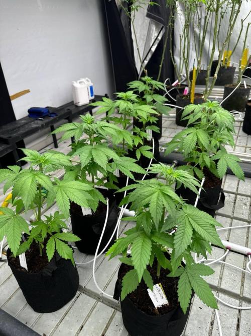 Lemon Cherry Cookies. Week 3