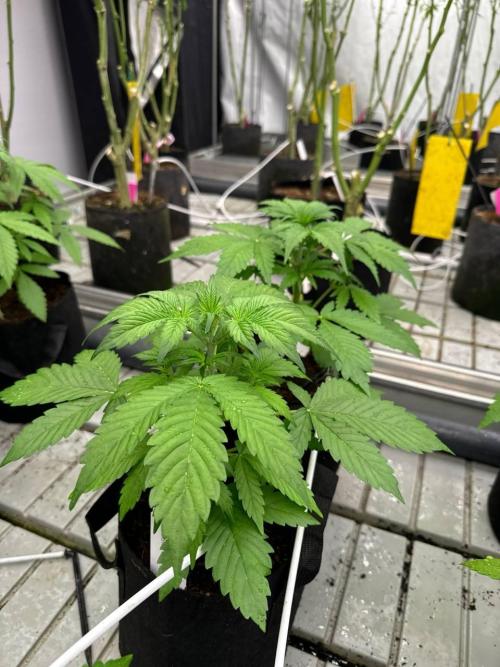 Gorilla Cookies. Week 3