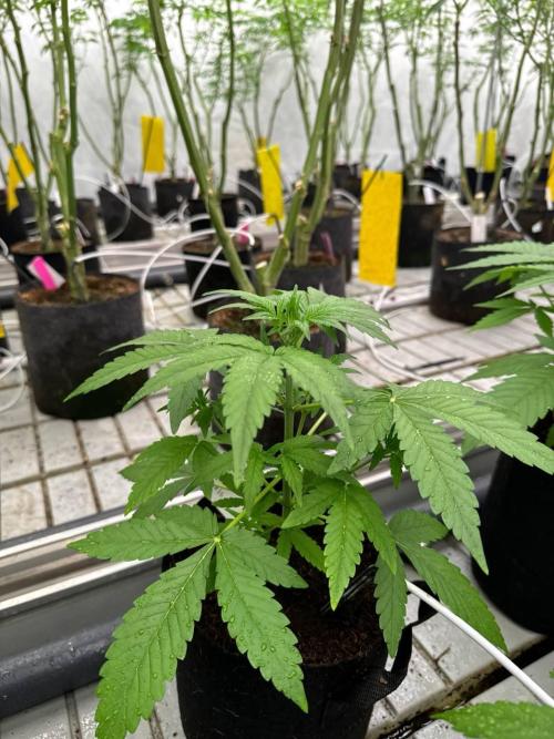 Gorilla Cookies. Week 3