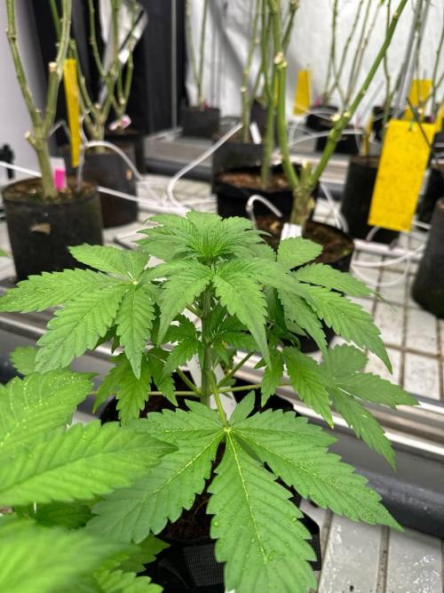 Gorilla Cookies. Week 3