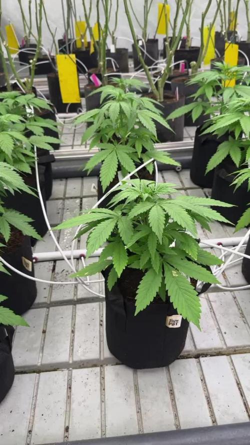 Gorilla Cookies