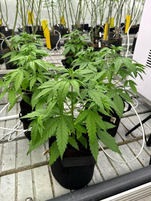 Amnesia Haze. Week 3