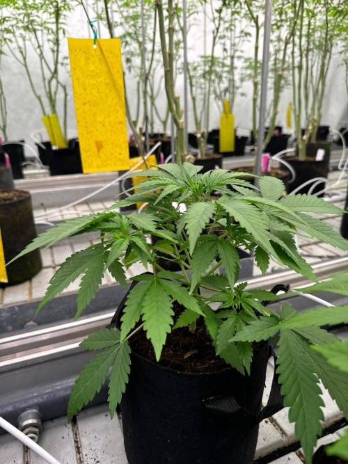 Cherry Cola RF3. Week 3