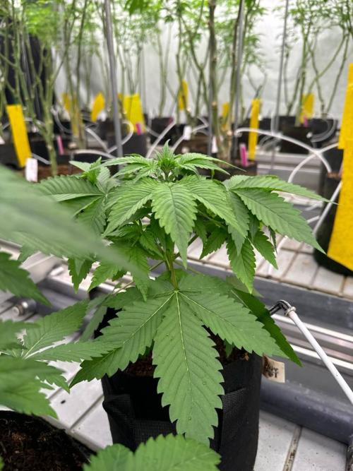 Cherry Cola RF3. Week 3