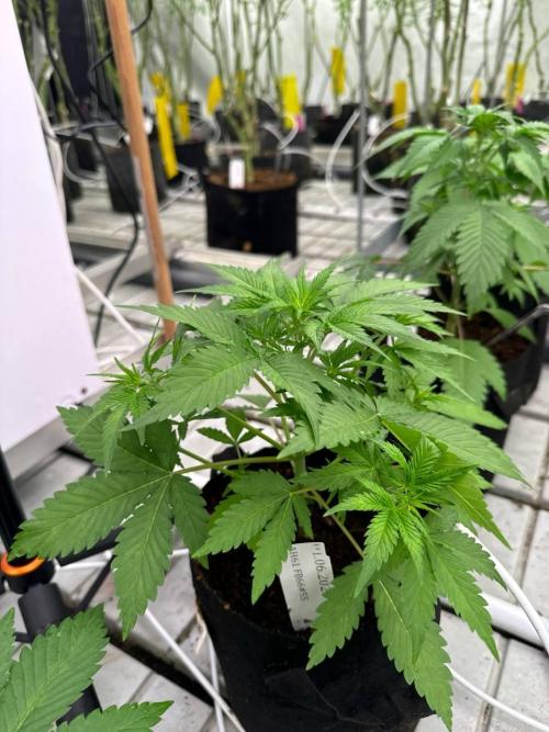 Cherry Cola RF3. Week 3