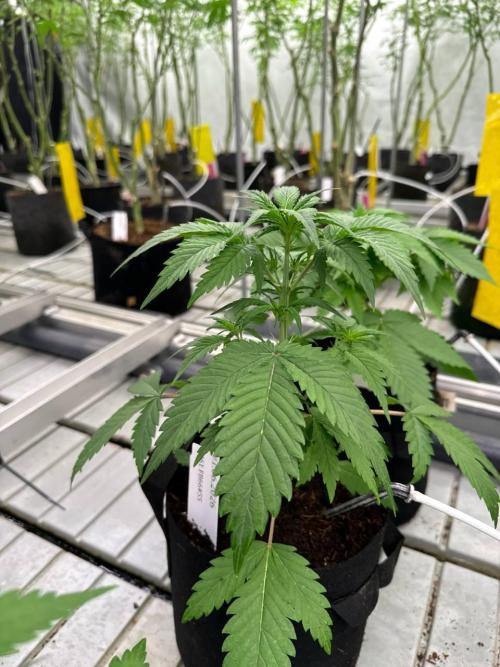 Cherry Cola RF3. Week 3