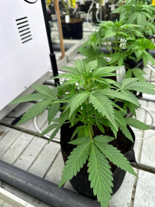 Cherry Cola RF3. Week 3
