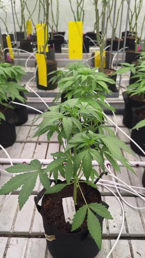 Cherry Cola RF3