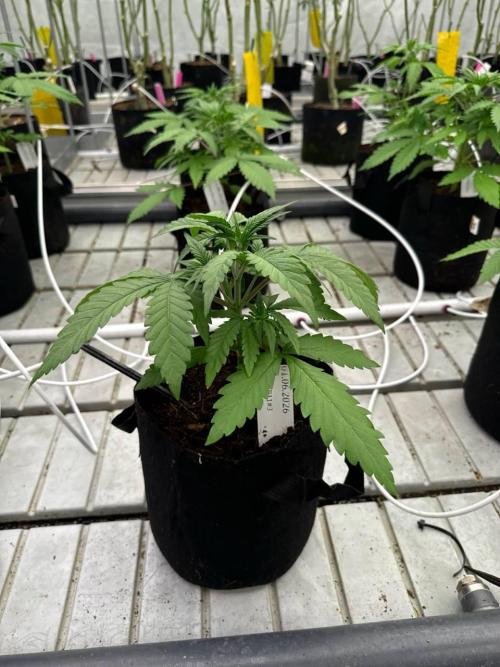 LSD-25. Week 3