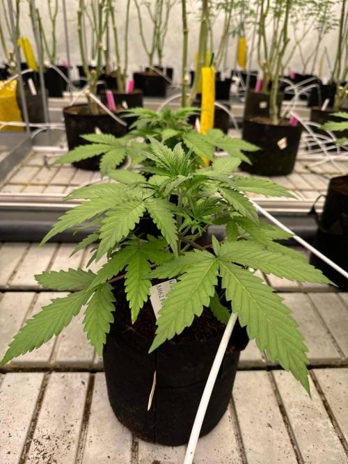 LSD-25. Week 3
