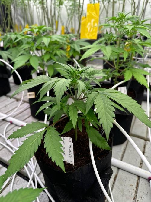 LSD-25. Week 3