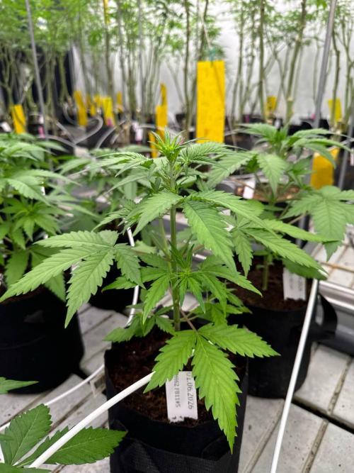LSD-25. Week 3
