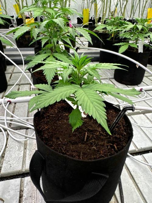 LSD-25. Week 3