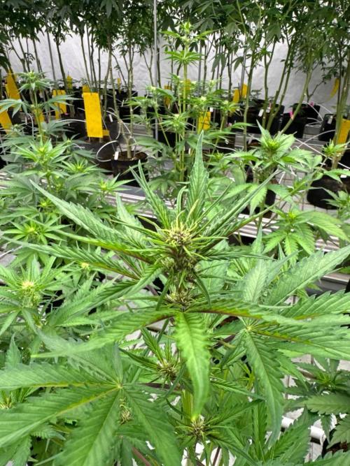 LSD-25. Week 4