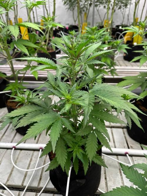 LSD-25. Week 4