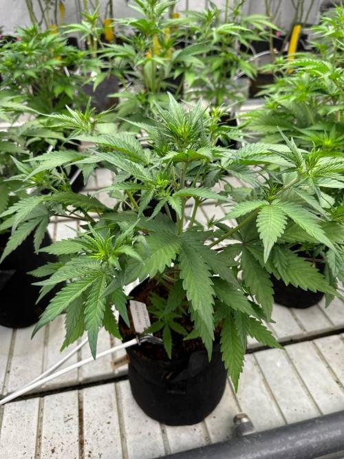 LSD-25. Week 4