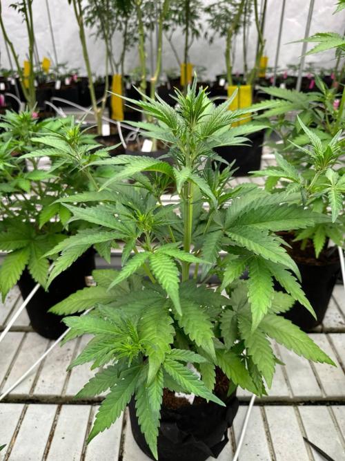 LSD-25. Week 4