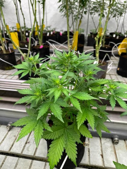 LSD-25. Week 4