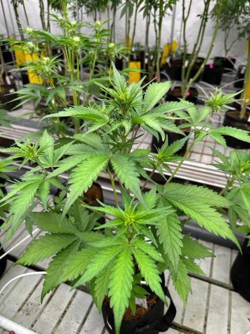 LSD-25 Auto. Week 4