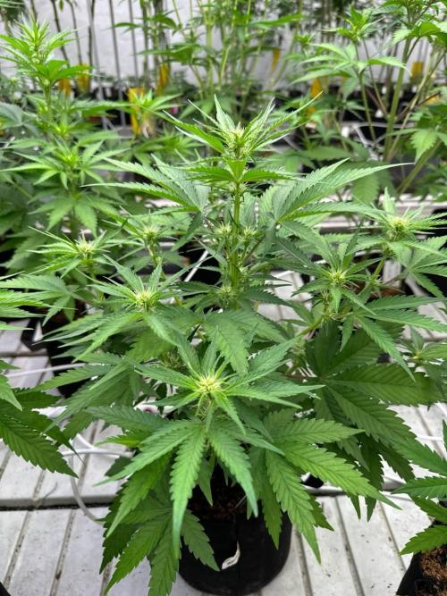 Cherry Cola RF3. Week 4