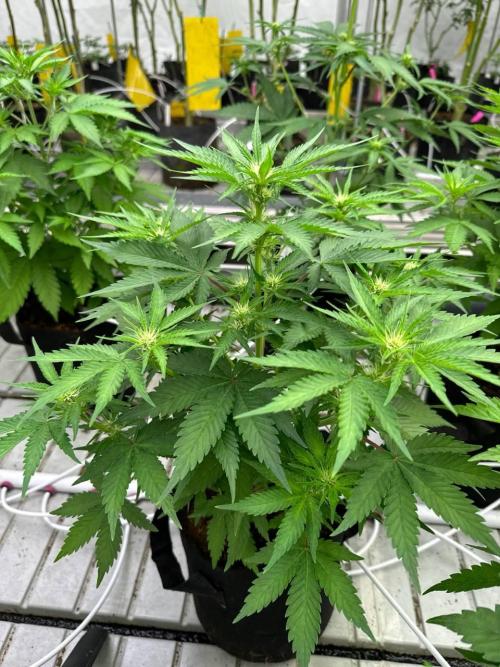 Cherry Cola RF3. Week 4