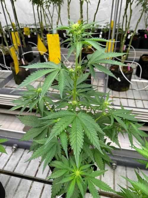 Cherry Cola Auto RF3. Week 4