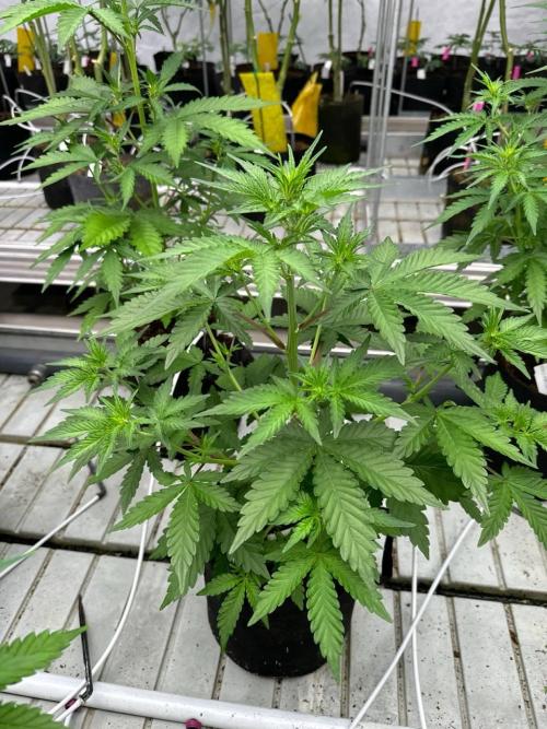 Apricot. Week 4