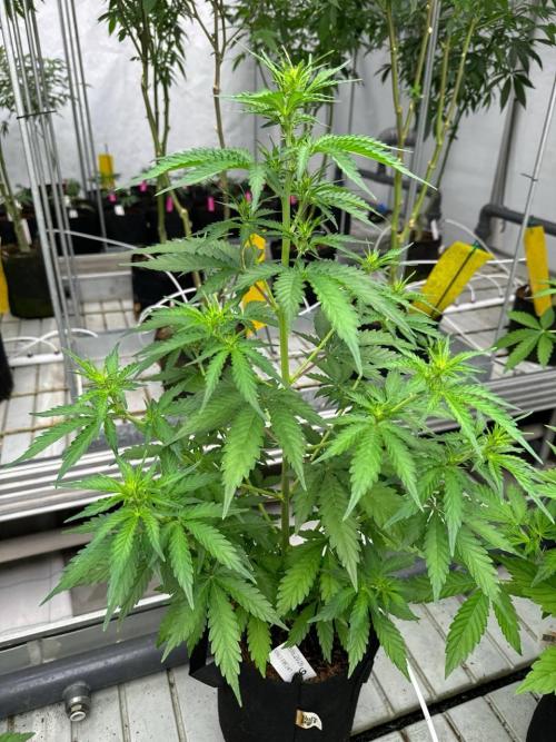 Apricot. Week 4