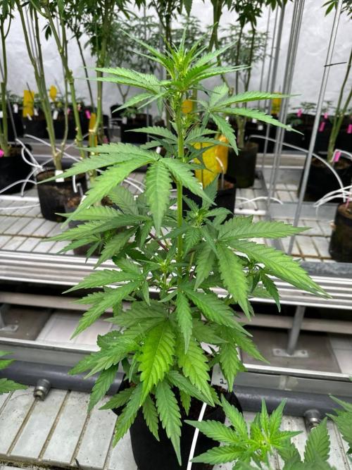 Apricot Auto. Week 4