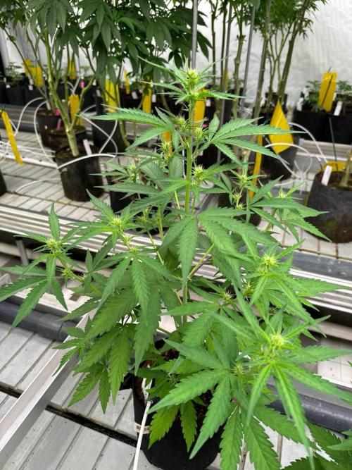 Amnesia Haze. Week 4
