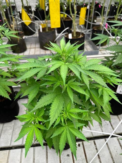 Amnesia Haze. Week 4